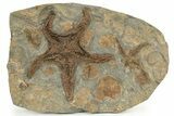 Ordovician Fossil Starfish - Morocco #233029-3